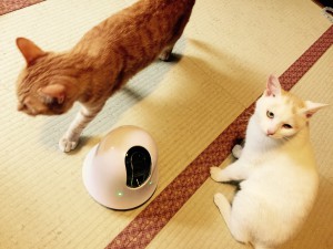 ねこ２とイルボ